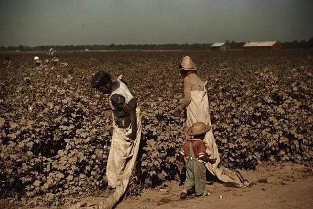给黑人奴隶自由，反而变懒了？黑人不愿再摘棉花，被白人普遍歧视