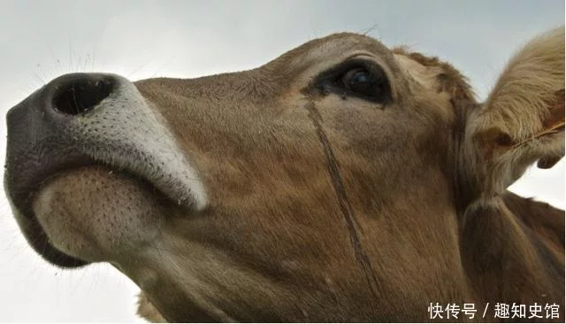 牛被宰杀时为什么要流眼泪，真是通人性吗？专家的解释，令人后怕