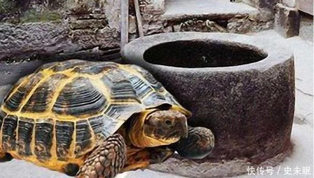 古人打井饮水，为何要在井底放两只乌龟，不是迷信而是大智慧