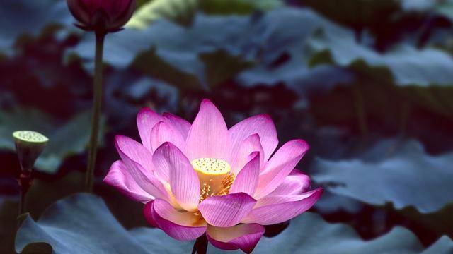 原创            为何佛教用莲花而不是荷花？荷与莲两者之间到底有什么根本区别？