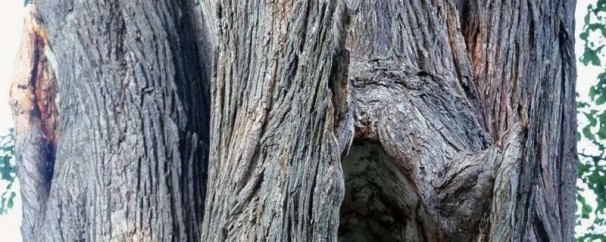 榔榆和榆树的区别图片，区分两者的不同之处方法