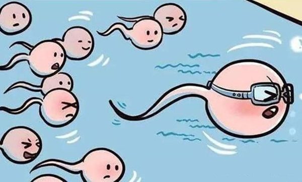 上亿精子只有一个能和卵子结合！那些被淘汰的精子，最后去了哪？