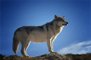 在狼群家庭里，低级狼没有交配权，如何繁殖自己的后代？