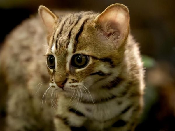锈斑猫：地球最小野猫，捕猎效率极高的“杀戮机器”，全世界禁养