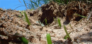 靠“种植”供养百万蚁族，天生长有金属牙齿，切叶蚁有多神奇？