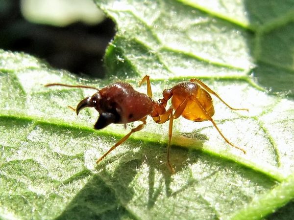 靠“种植”供养百万蚁族，天生长有金属牙齿，切叶蚁有多神奇？