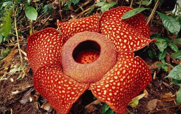 腐尸花：靠寄生长大，用臭味繁殖，花朵里面可以藏人，它有多大？