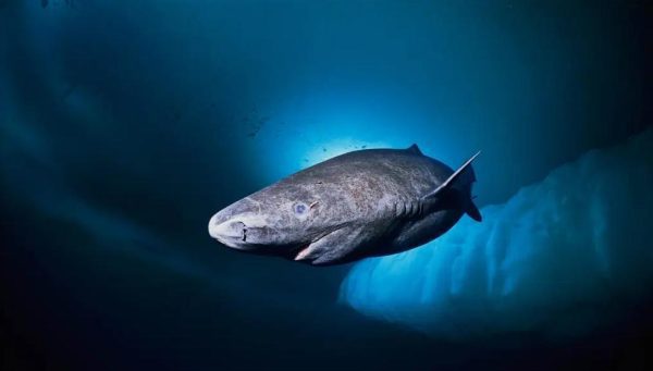 格陵兰鲨：156岁才可交配，因为太懒为了吃饱饭，它们献祭了双眼