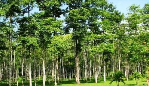 轻木：南美雨林的掠光奇树，地球上生长最快的树，它可以长多快？