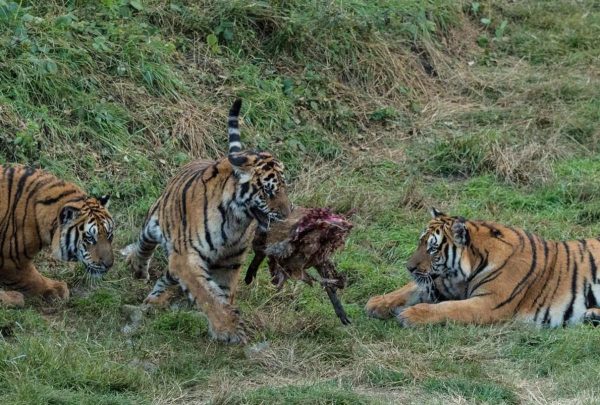 03年中国将5只老虎放到非洲草原，繁衍到15只，老虎却很难回国了