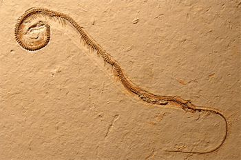 艰难进化26次，只为失去双腿，蛇的祖先为何要这么做？