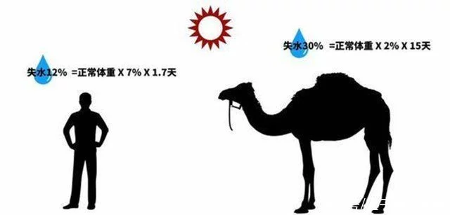 沙漠中遇到渴死的骆驼，为什么不能碰呢?后果会有多严重?