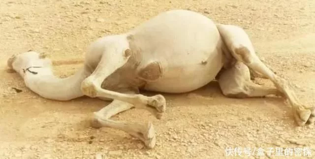 沙漠中遇到渴死的骆驼，为什么不能碰呢?后果会有多严重?