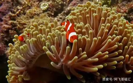 珊瑚虫属于什么动物