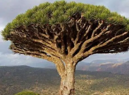 全球十大寿命最长的植物