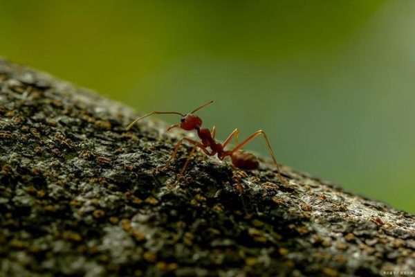 怎么样蚂蚁？养蚂蚁的注意事项