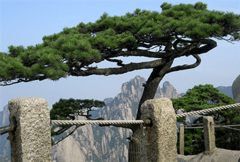 揭秘中国的3种古树：大红袍母树、金丝楠木、黄山迎客松
