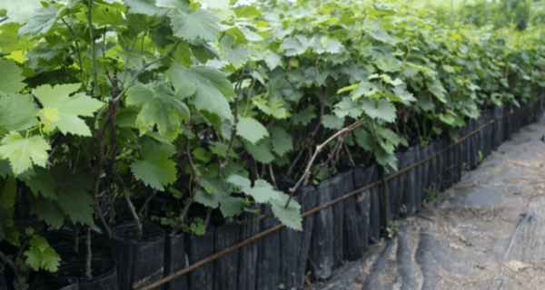 新手如何种植葡萄