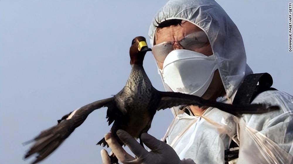 禽流感病毒是什么？