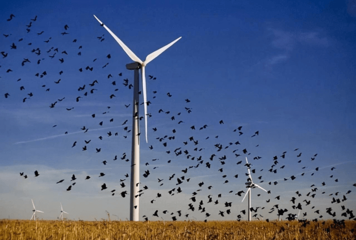风力发电的危害到底有多大？欧美部分国家已经开始进行拆除