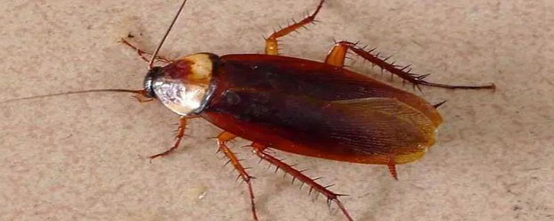 蟑螂繁殖速度有多快