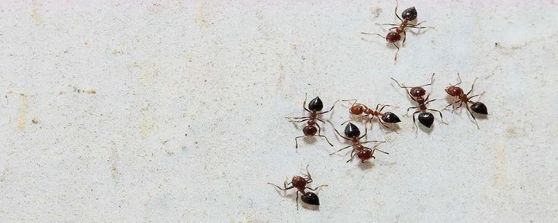 杀蚂蚁用什么方法
