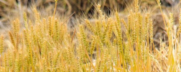 怎么判断麦子成熟程度