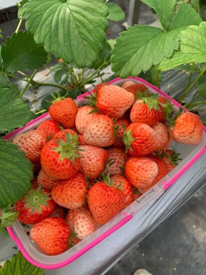 摘草莓如何正确操作并保存草莓