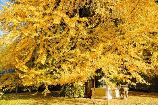 解惑:西安千年银杏古树有多少年历史?是谁种下的?
