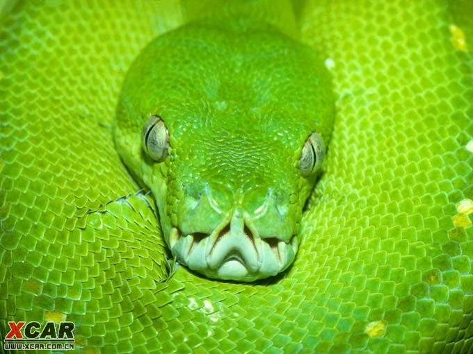 几月份出生的蛇最毒 世界上多少种蛇有毒啊？