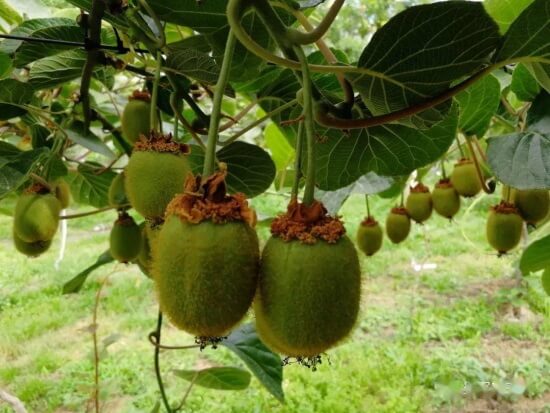 软枣猕猴桃栽植中应注意的问题