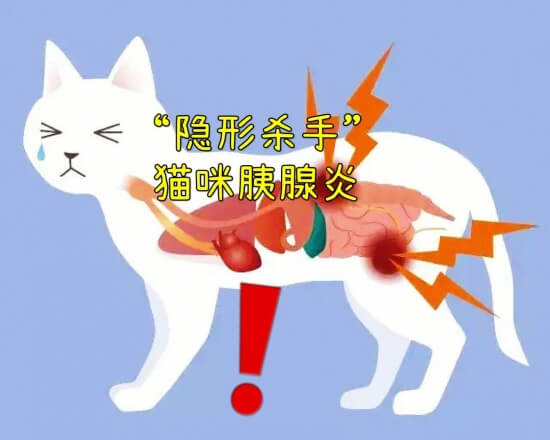 宠物知识：猫咪得了胰腺炎有什么症状?猫咪胰腺炎应该怎么治?