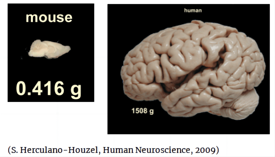 人类大脑的内存，究竟有多大？为什么我们总觉得记忆很模糊？