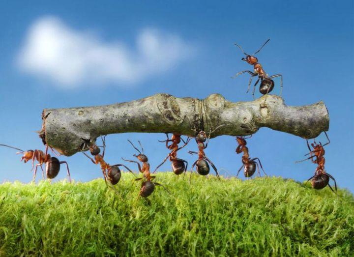 地球上有多少只蚂蚁？新研究称至少2亿亿只，总重量堪比120艘航母