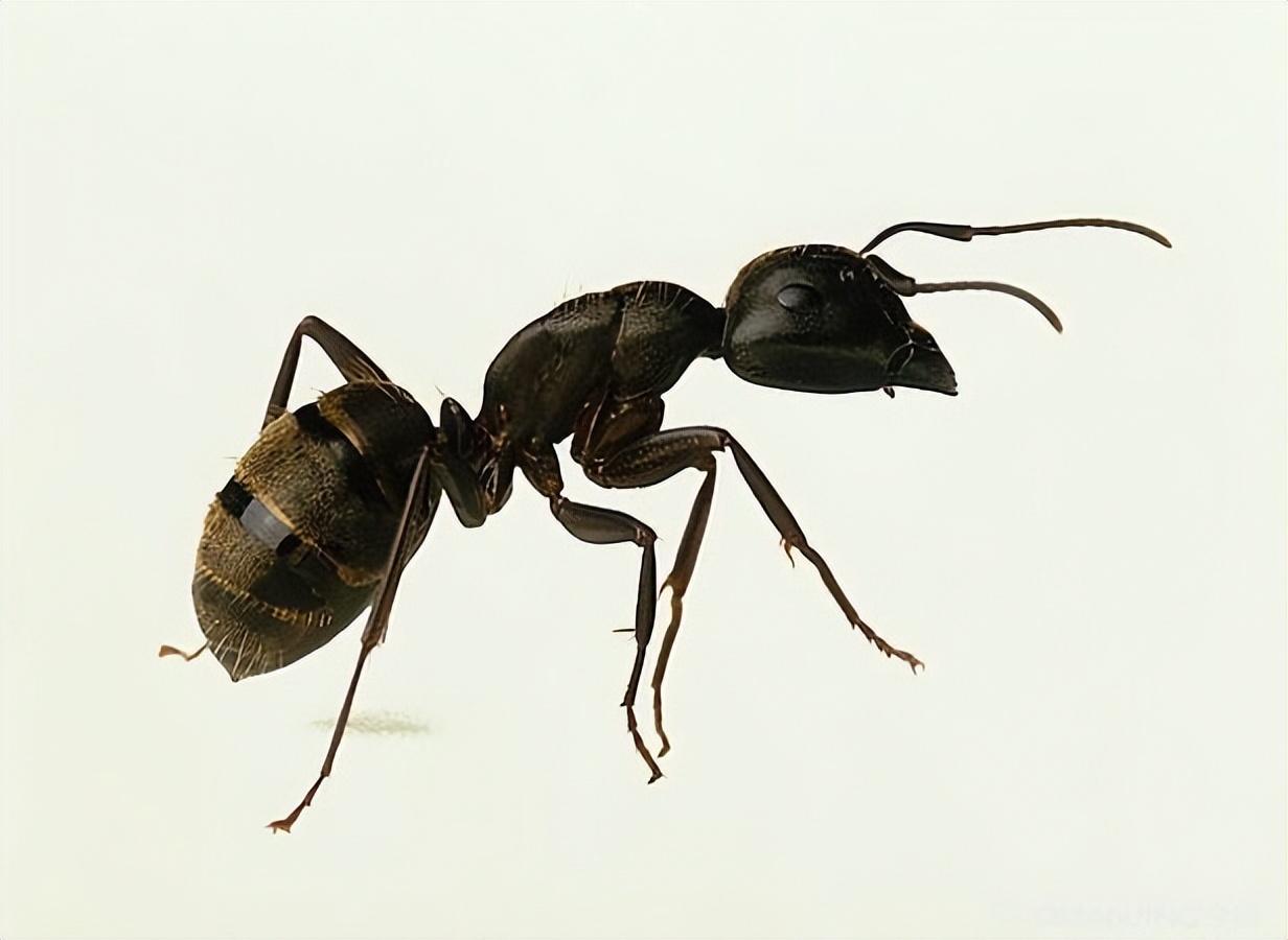 霸占蚂蚁的巢穴，伤害蚂蚁的族类，冒充蚂蚁的动物到底来头多大？