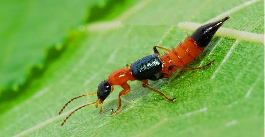 霸占蚂蚁的巢穴，伤害蚂蚁的族类，冒充蚂蚁的动物到底来头多大？