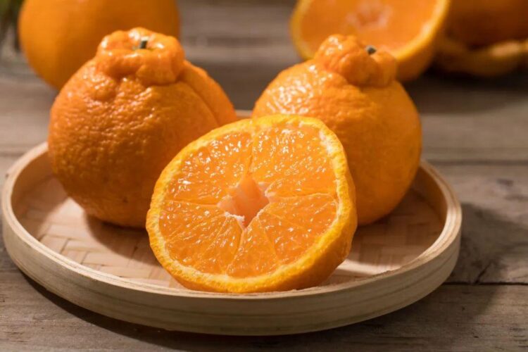 丑橘是转基因水果吗？丑橘和粑粑柑的区别是什么