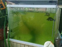 鱼缸的绿水是怎么来的 绿水的原因