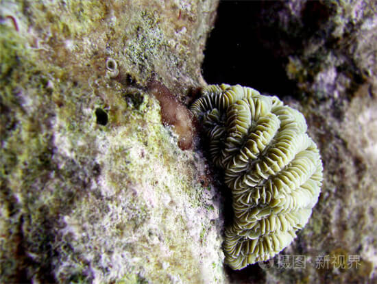 珊瑚礁：海洋鱼类生物的“家”，它的生态系统是如何形成及运行的
