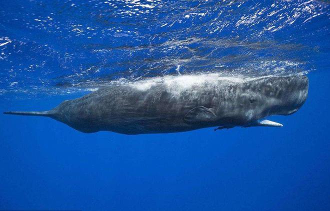 世界上潜水最深的动物——抹香鲸