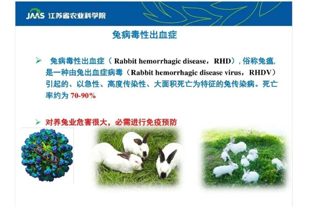 兔以腹泻和脱水为共症的二种传染病的诊治方案