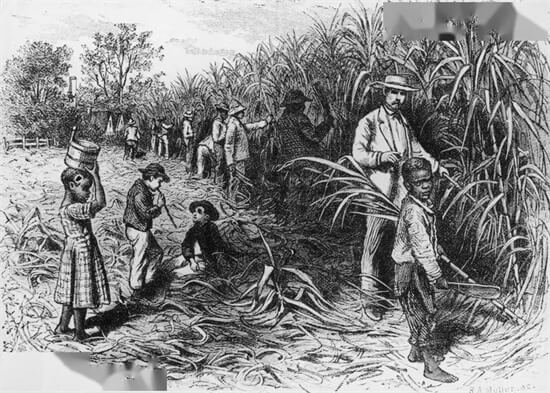 加勒比海的现代奴隶，血染的甜蜜贩糖贸易