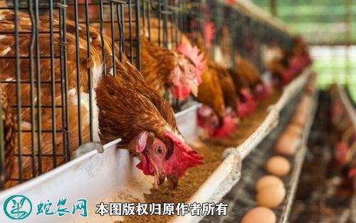 蛋鸡养殖户怎么减少价格波动带来的损失？