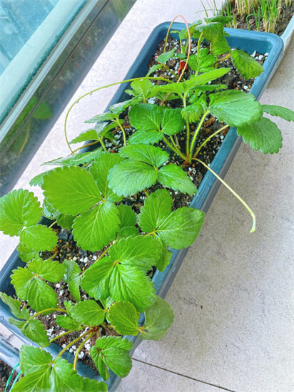 草莓过季别担心，阳台这样种一盆，1棵可以结出50个果！