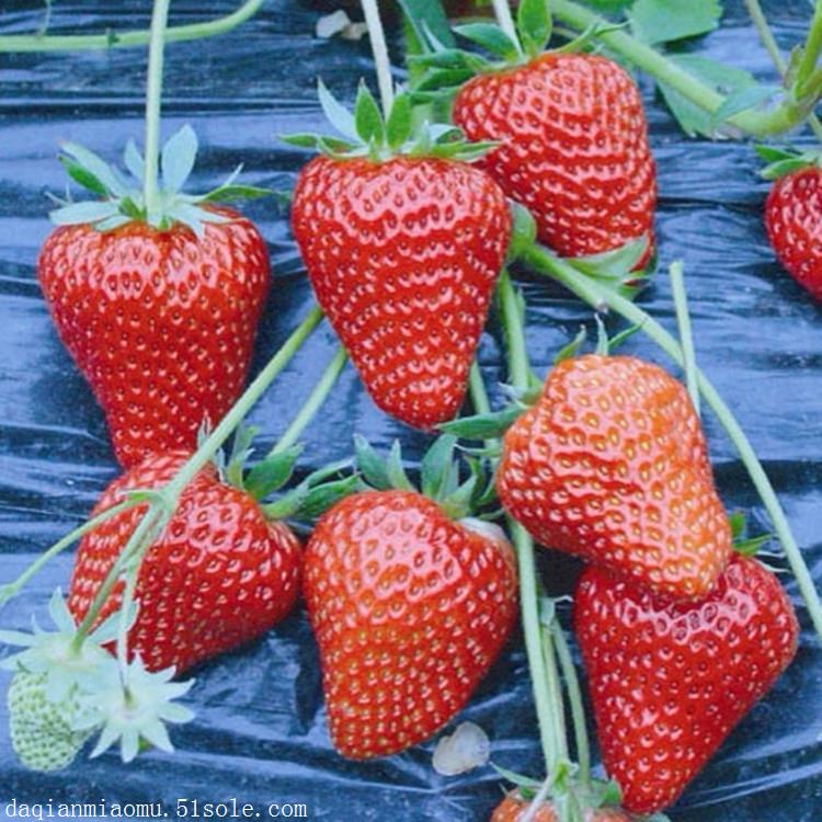 如何种植草莓，什么品种草莓最好吃？